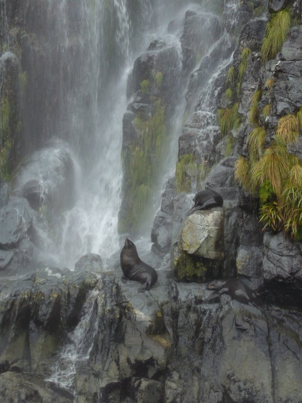 Travel - New Zealand - Milford Sounds